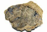 Long Petrified Wood (Schinoxylon) Limb - Blue Forest, Wyoming #338281-1